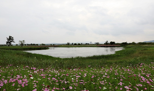 蓮花団地