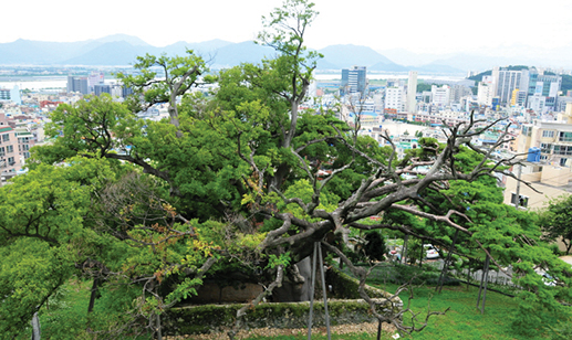 구포동 당숲 이미지