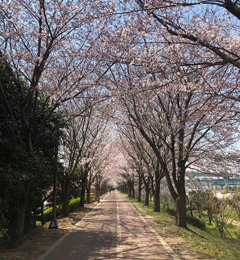 낙동강 제방-벚꽃길