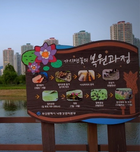 화명생태공원 연꽃단지-가시연꽃의 복원과정 안내판