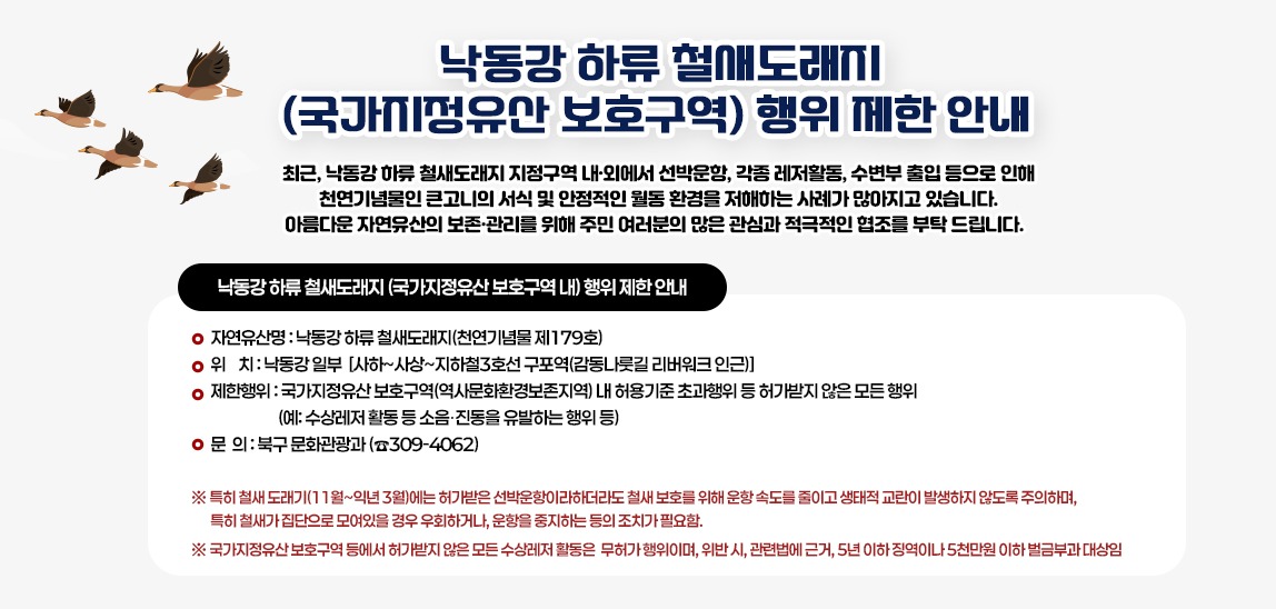 낙동강 하류 철새도래지 (국가지정유산 보호구역) 행위 제한 안내/최근, 낙동강 하류 철새도래지 지정구역 내․외에서 선박운항, 각종 레저활동, 수변부 출입 등으로 인해 천연기념물인 큰고니의 서식 및 안정적인 월동 환경을 저해하는 사례가 많아지고 있습니다. 아름다운 자연유산의 보존․관리를 위해 주민 여러분의 많은 관심과 적극적인 협조를 부탁 드립니다.  낙동강 하류 철새도래지 (국가지정유산 보호구역 내) 행위 제한 안내 ❍ 자연유산명 : 낙동강 하류 철새도래지(천연기념물 제179호)
                           ❍ 위    치 : 낙동강 일부 
                               [사하~사상~지하철3호선 구포역(감동나룻길 리버워크 인근)]
                           ❍ 제한행위 : 국가지정유산 보호구역(역사문화환경보존지역) 내 허용기준 초과행위 등 허가받지 않은 모든 행위
                           (예: 수상레저 활동 등 소음․진동을 유발하는 행위 등) ❍ 문  의 : 북구 문화관광과 (☎309-4062)/※ 특히 철새 도래기(11월~익년 3월)에는 허가받은 선박운항이라하더라도 철새 보호를 위해 운항 속도를 줄이고 생태적 교란이 발생하지 않도록 주의하며, 특히 철새가 집단으로 모여있을 경우 우회하거나, 운항을 중지하는 등의 조치가 필요함/국가지정유산 보호구역 등에서 허가받지 않은 모든 수상레저 활동은 무허가 행위이며, 위반 시, 관련법에 근거, 5년 이하 징역이나 5천만원 이하 벌금부과 대상임 .