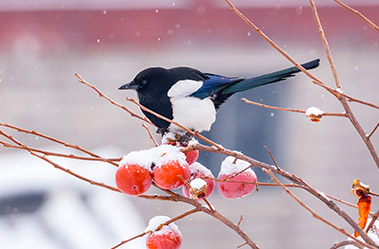 Magpie