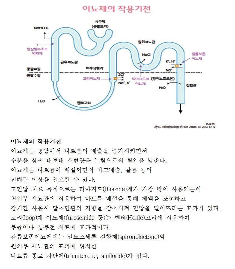 레드서클 정보 톡톡(Talk, Talk) - 고혈압 약물치료(이뇨제 작용기전)