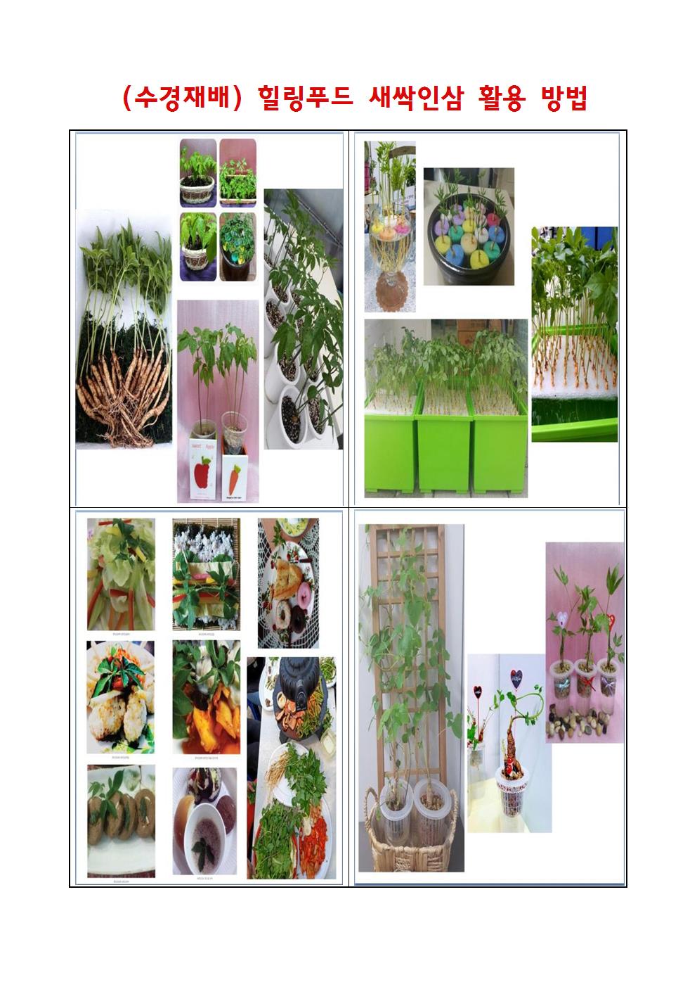 (수경재배) 힐링푸드 새싹인삼 수강생 모집 안내