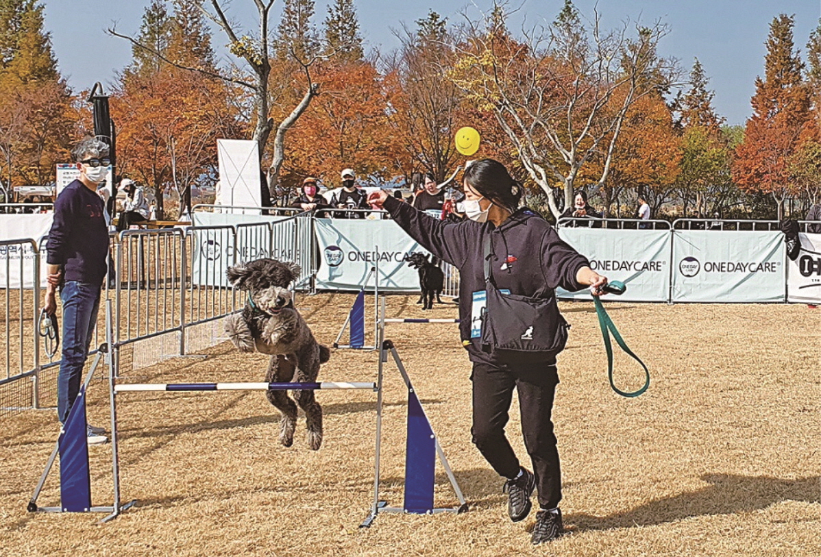 “행복하개 키울꼬양” 동물사랑 문화축제 함께 해요