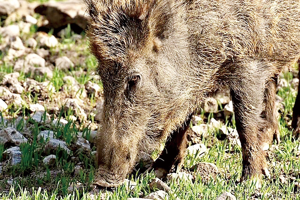 11월, 야생 멧돼지 조심하세요