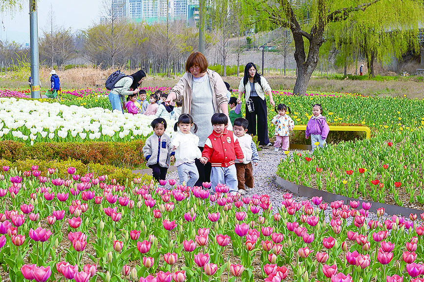 튤립꽃단지, 오색 빛깔속에서 ‘찰칵’